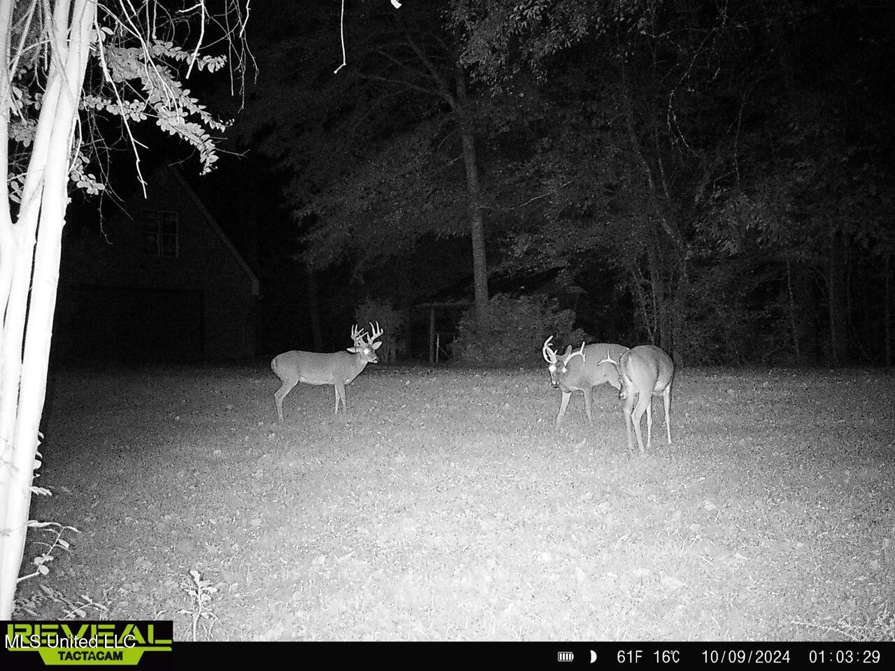 52 Ogden Road Natchez, MS 39120 - Photo 45 of 52 SYFW1320 Large