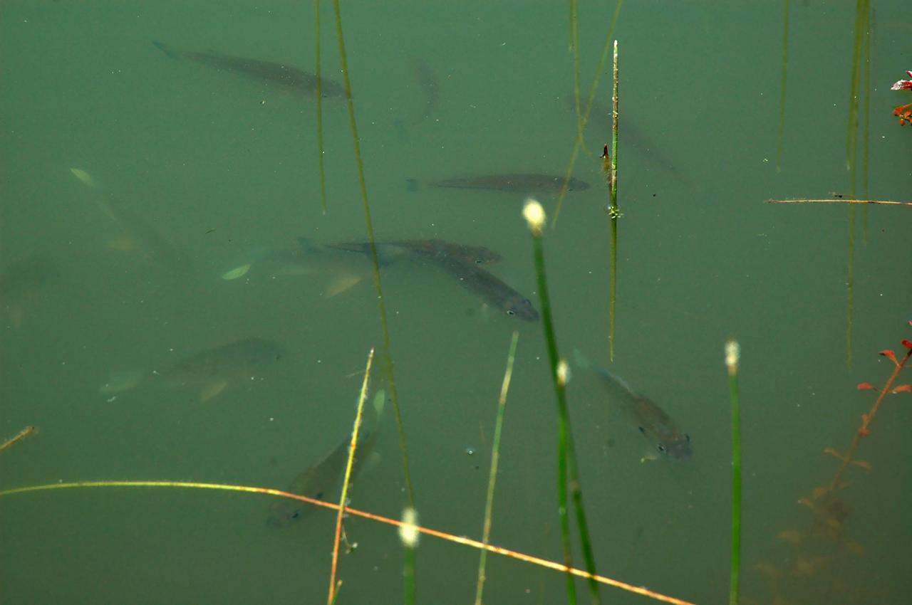 pond