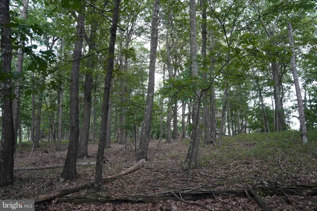 a view of a forest that has large trees