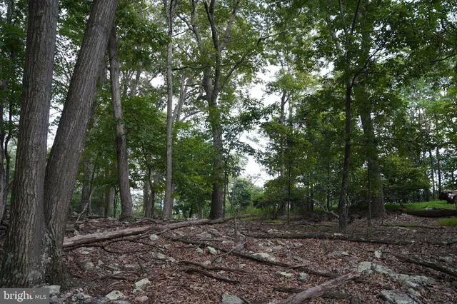 a view of a forest filled with trees