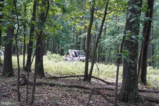 a view of a trees in a yard