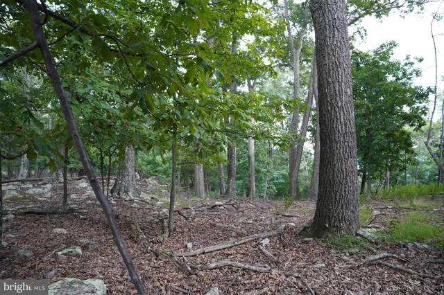 a view of a forest with trees