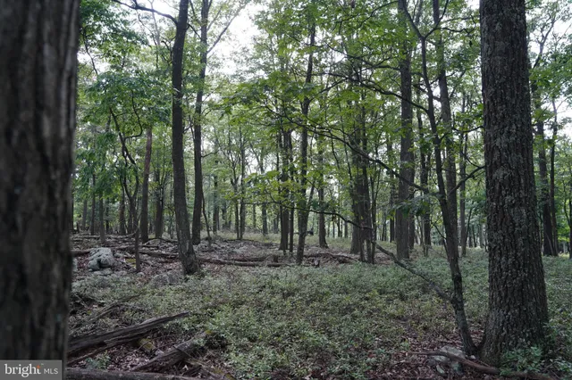 a view of outdoor space with lots of trees