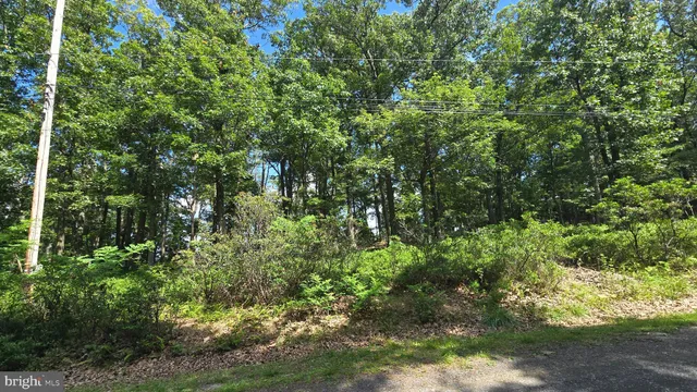 a view of a forest with trees