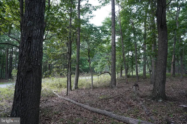 a view of a forest filled with trees