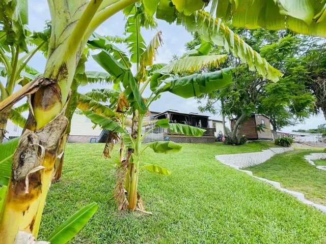 a view of backyard with swimming pool