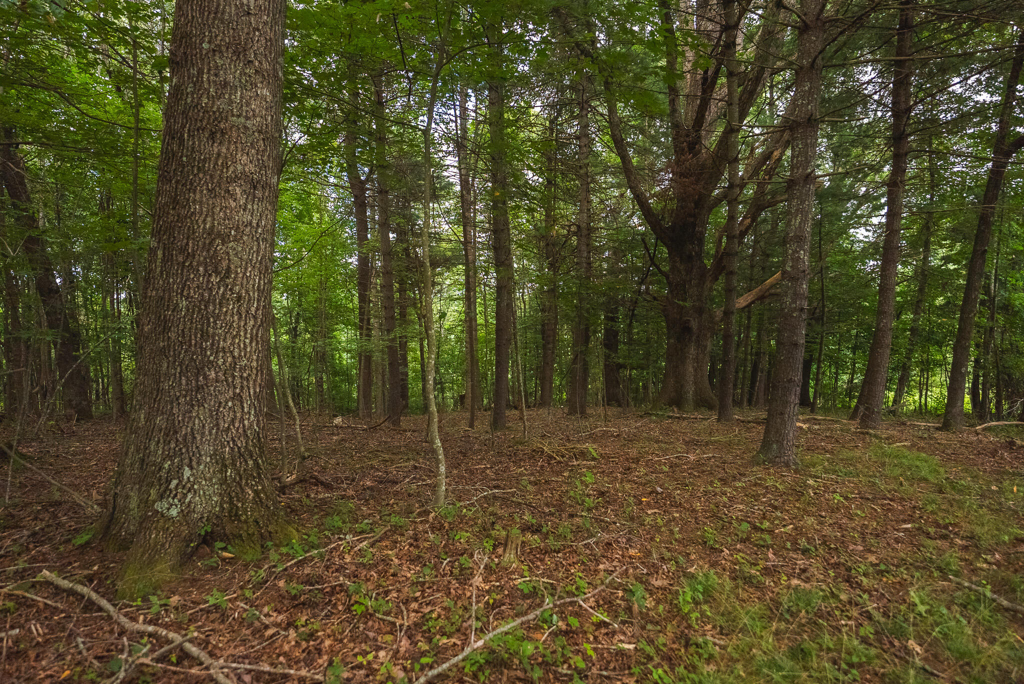 788 Jacks Mill Road Southeast Copper Hill, VA 24079 - Photo 73 of 73 DSC09565