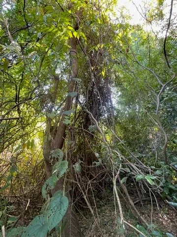 a view of a tree