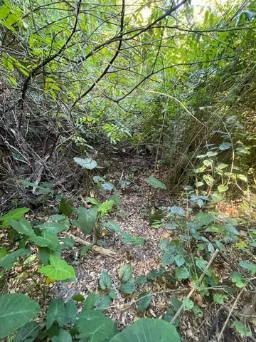 a view of a yard with a tree