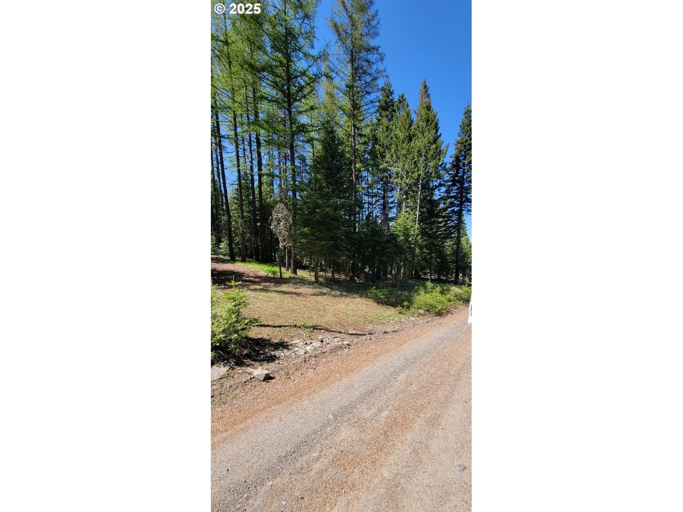 Chief Joseph Loop Road Joseph, OR 97846 - Photo 2 of 12 a view of a yard with plants and trees