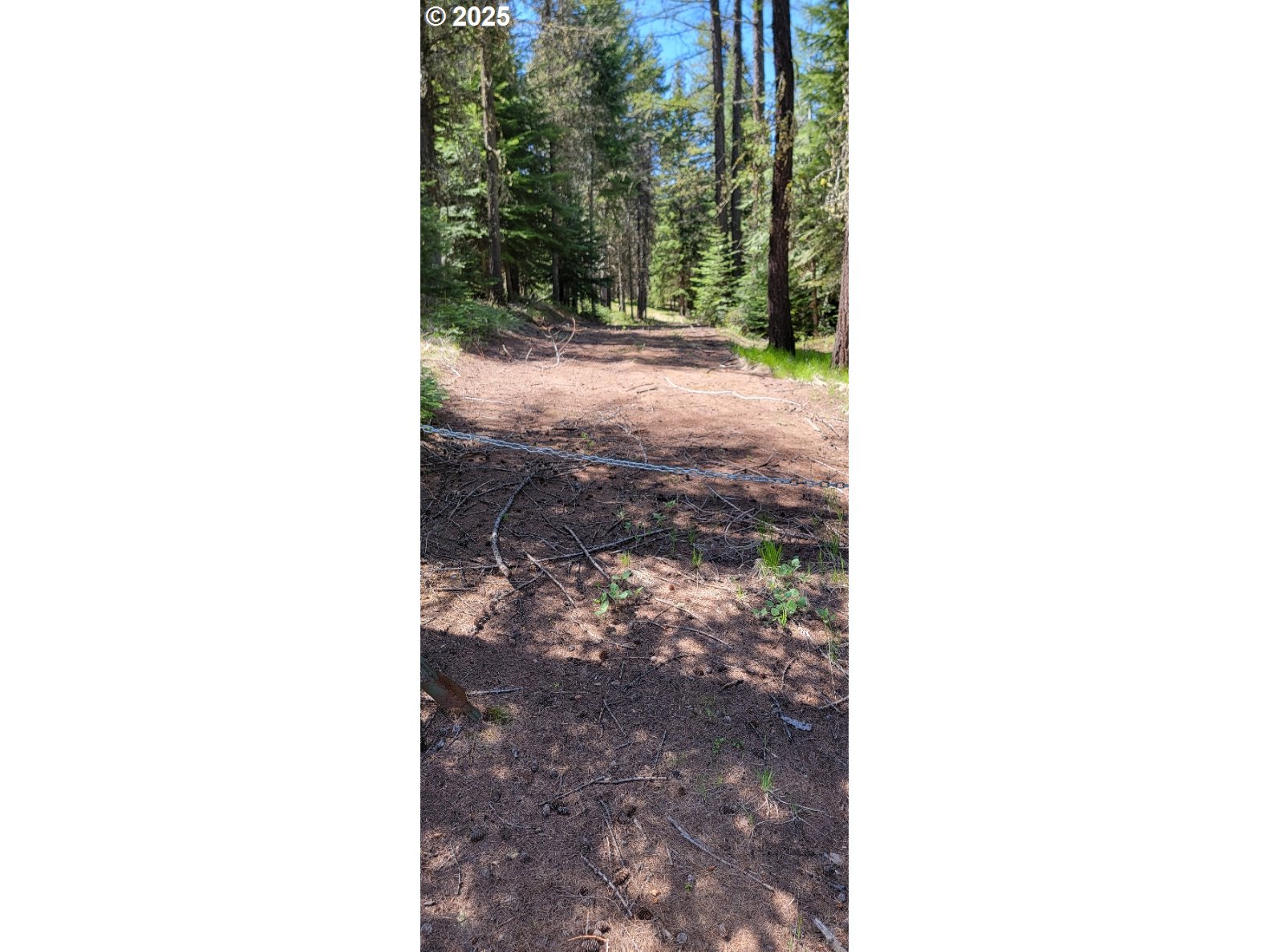 Chief Joseph Loop Road Joseph, OR 97846 - Photo 3 of 12 a view of a yard with trees