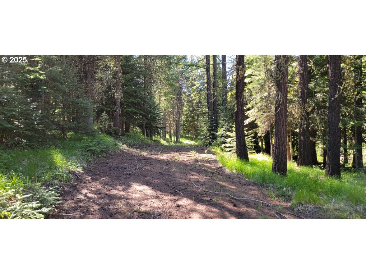 Chief Joseph Loop Road Joseph, OR 97846 - Photo 4 of 12 a view of a yard with trees in the background