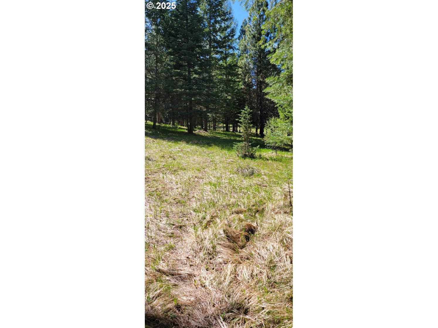 Chief Joseph Loop Road Joseph, OR 97846 - Photo 7 of 12 a view of a yard