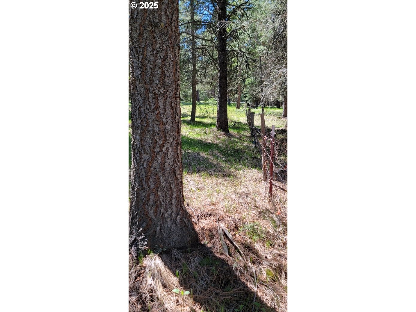 Chief Joseph Loop Road Joseph, OR 97846 - Photo 8 of 12 a view of a yard