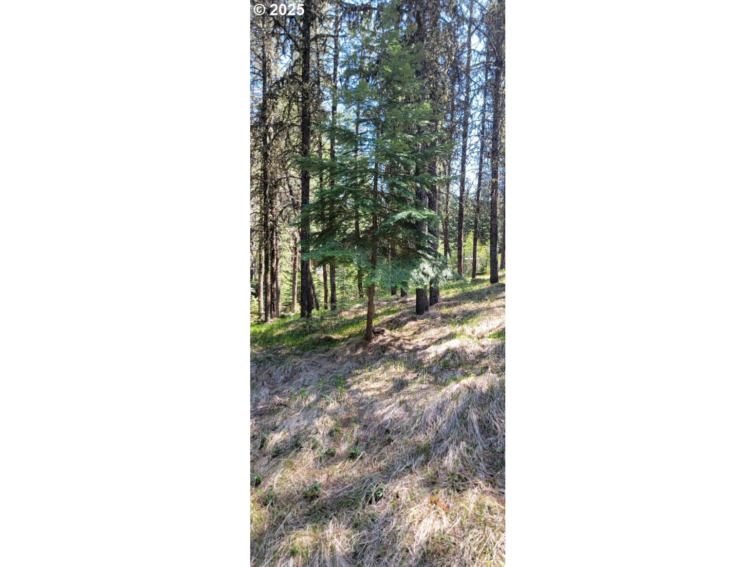 Chief Joseph Loop Road Joseph, OR 97846 - Photo 10 of 12 a view of a yard with plants and a bench