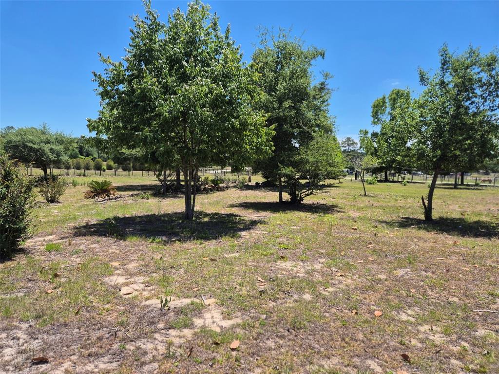 11651 Northeast 73rd Lane Bronson, FL 32621 - Photo 16 of 39 a view of yard with tree