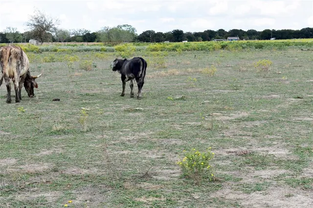 a view of a yard with plants