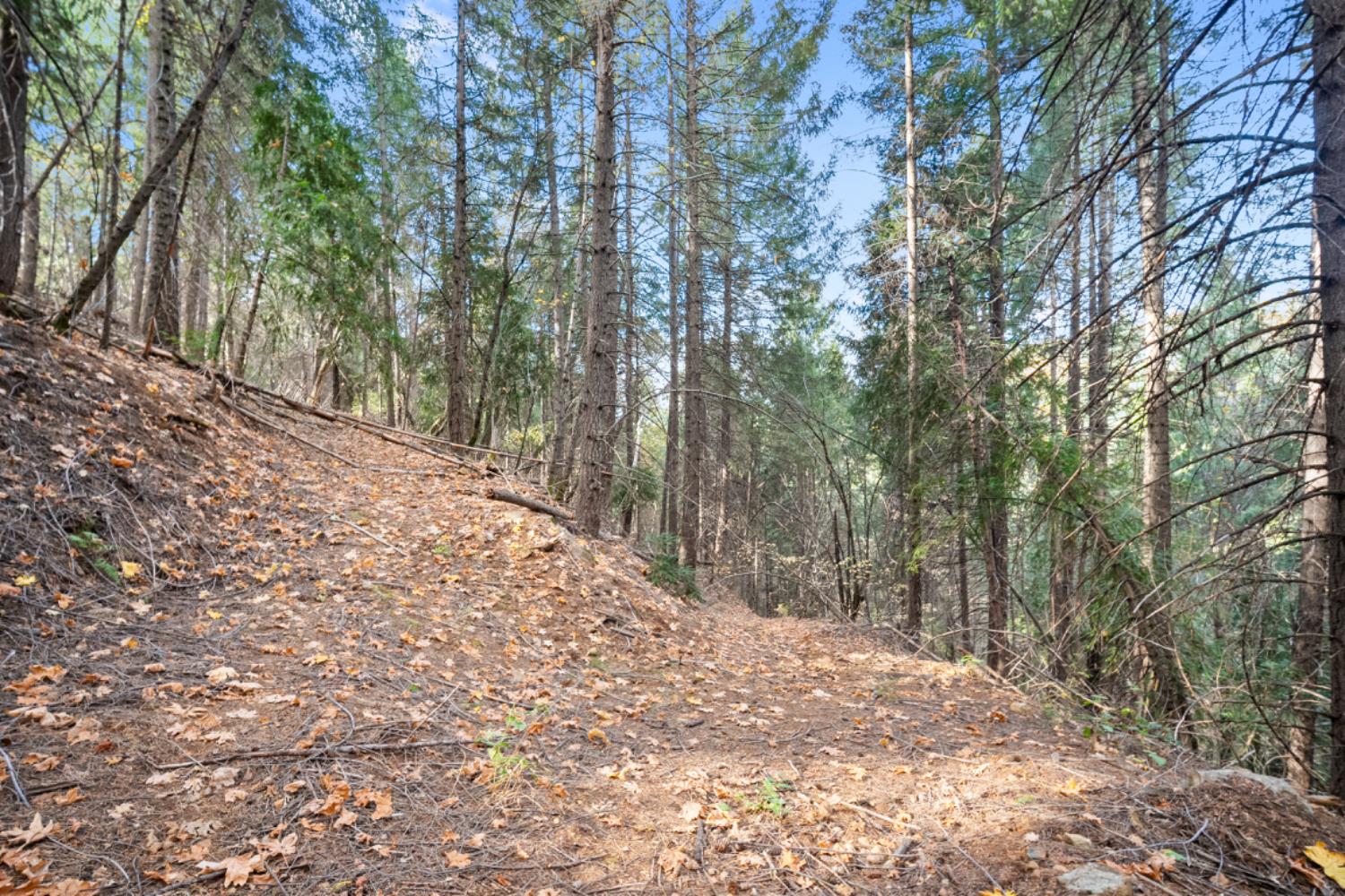 0 Starkes Grade Road Pollock Pines, CA 95726 - Photo 13 of 23