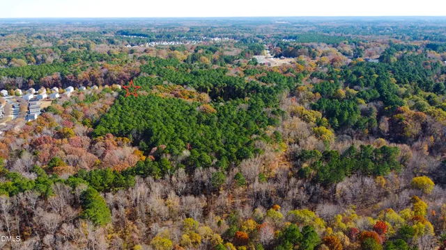 a view of a lush green forest with trees and flowers