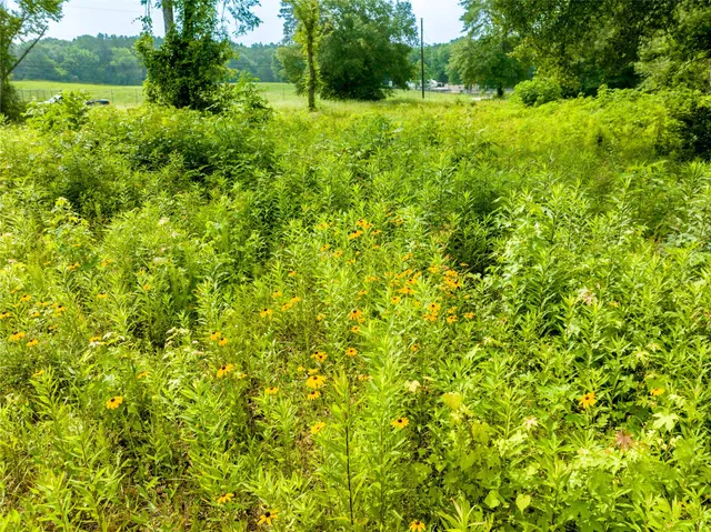 a view of a big yard with plants and large trees