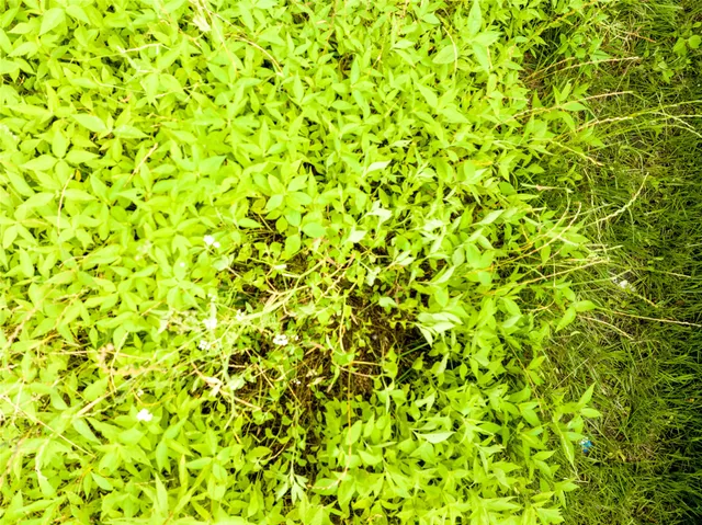 a view of a green field