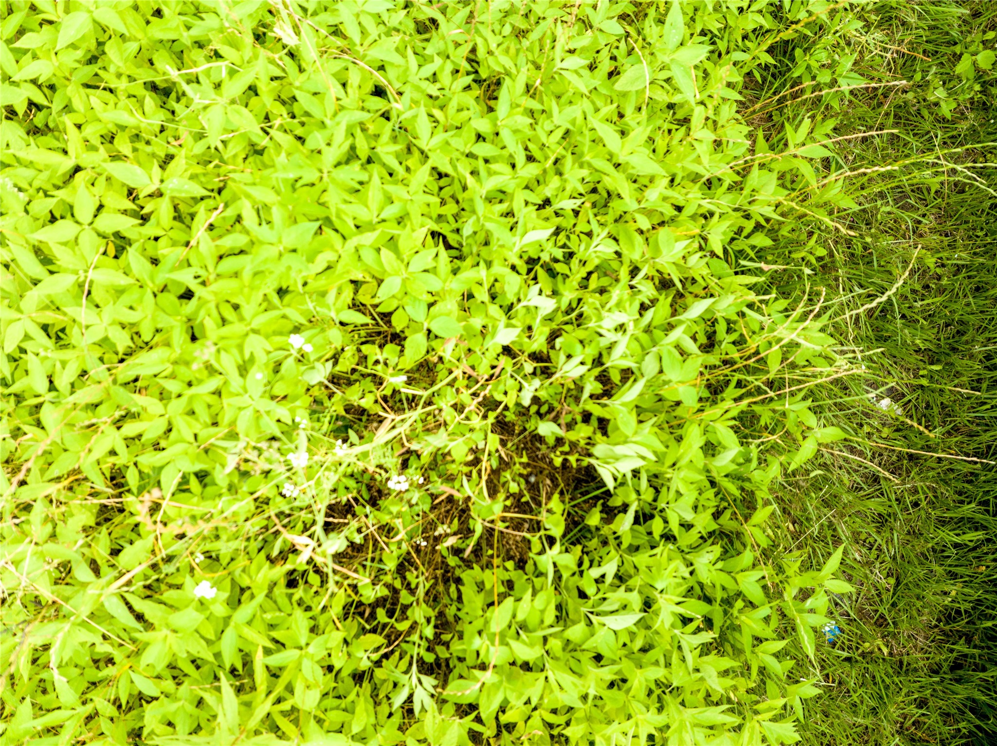 0 Tulane Drive Lufkin, TX 75901 - Photo 10 of 10 a view of a green field