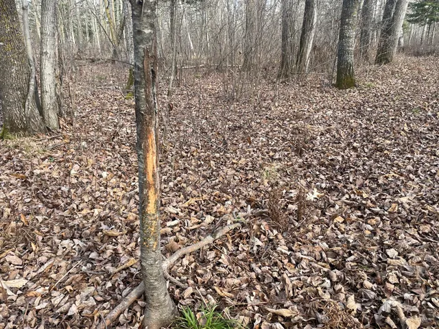 $389,000 | 21280 State 92, Bagley, MN 56621