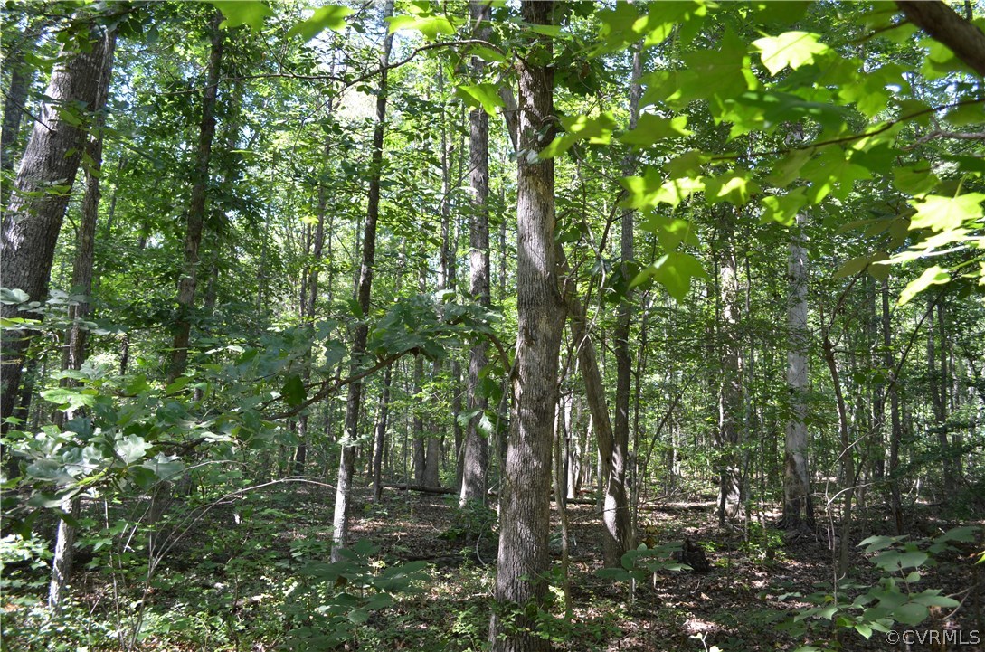 1006 Schroeder Road Powhatan, VA 23139 - Photo 29 of 30 Woods behind the home