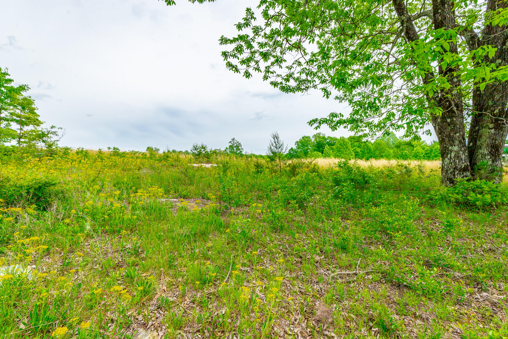 0 Ray Gadd Road Graysville, TN 37338 - Photo 68 of 109 Ray Gadd Road Lot HD-13