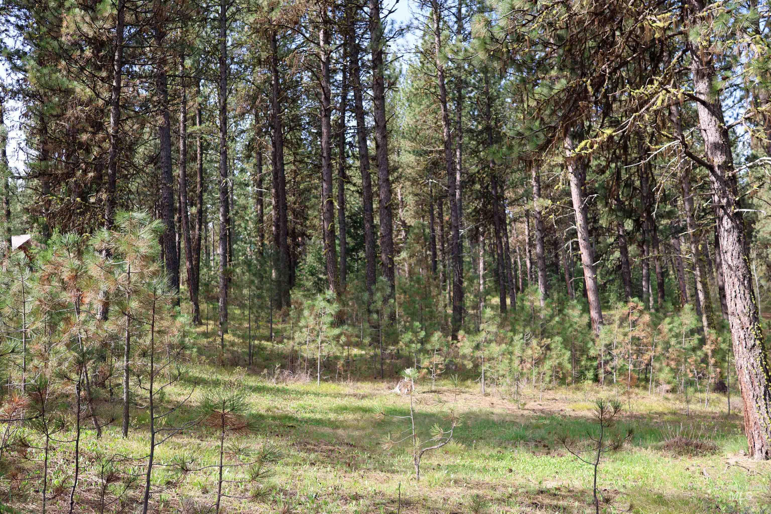 Lot 6 Hot Springs Road New Meadows, ID 83654 - Photo 4 of 11