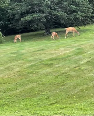 $980,000 | 155 Rista Road, New Sweden, ME 04762