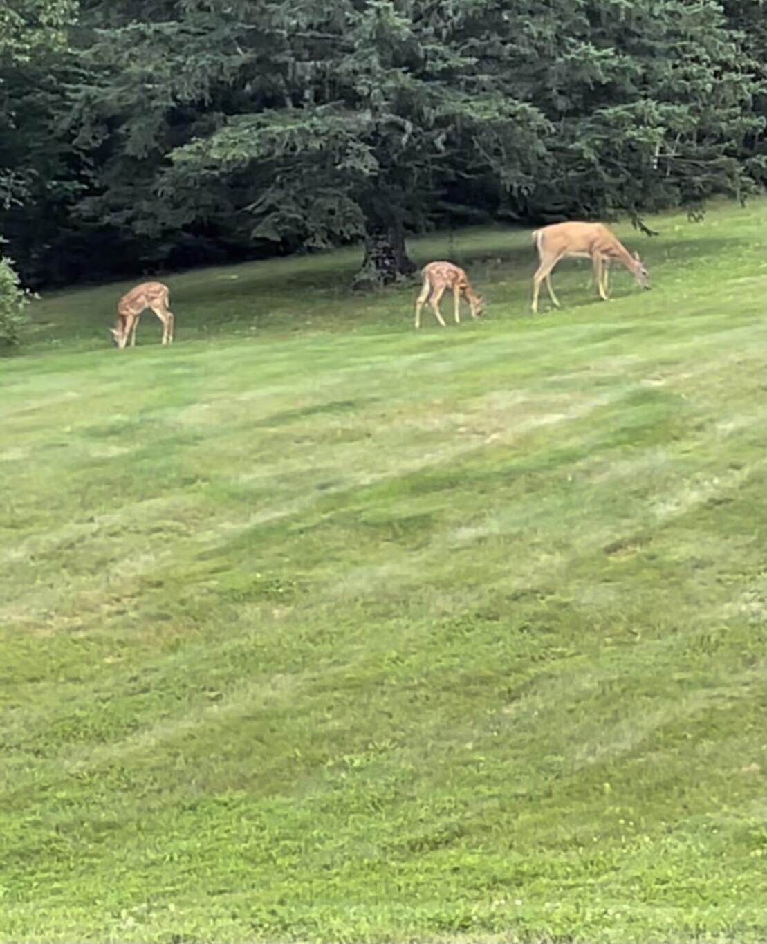 155 Rista Road New Sweden, ME 04762 - Photo 37 of 91 IMG_5037