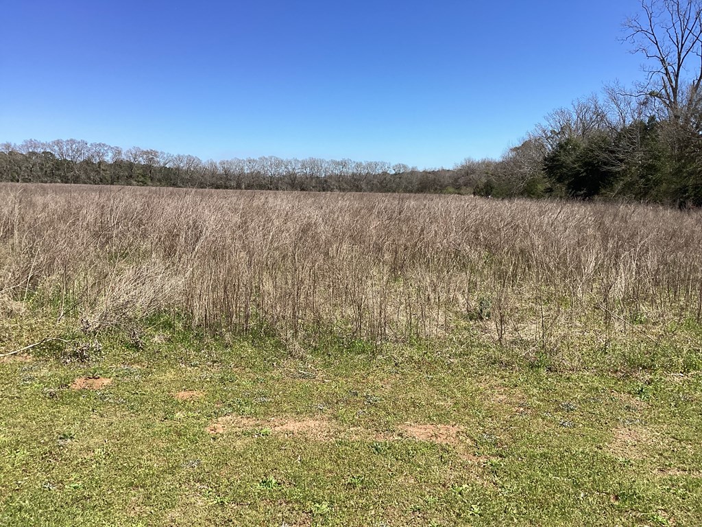 0 Benton Store Road Columbia, AL 36319 - Photo 13 of 24