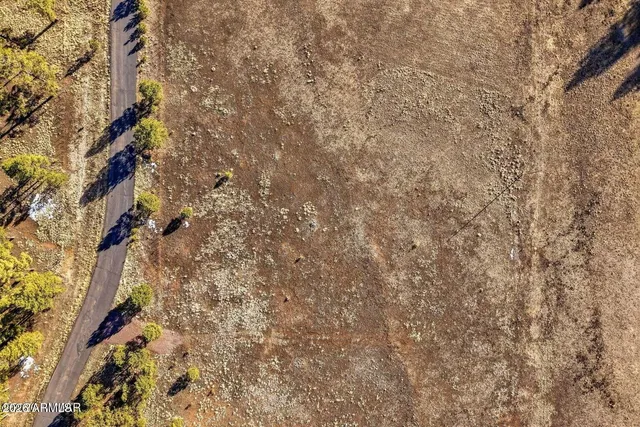 a close up of a tree