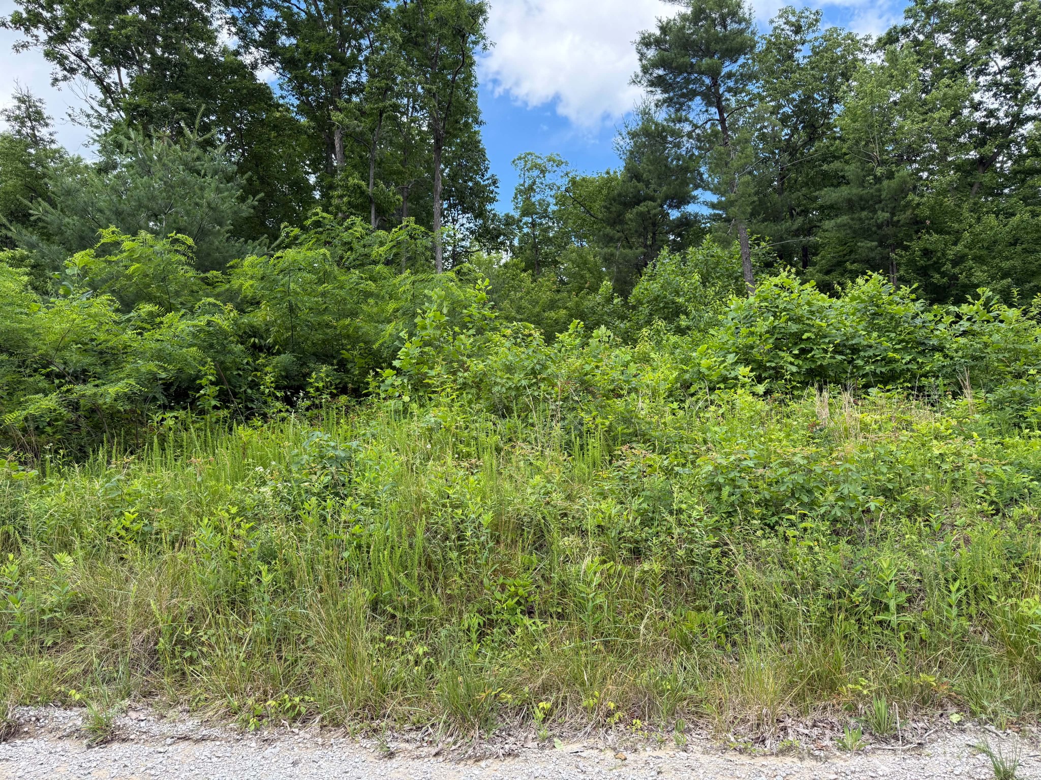 3 Coal Bank Road Sparta, TN 38583 - Photo 4 of 6 a view of a lush green forest