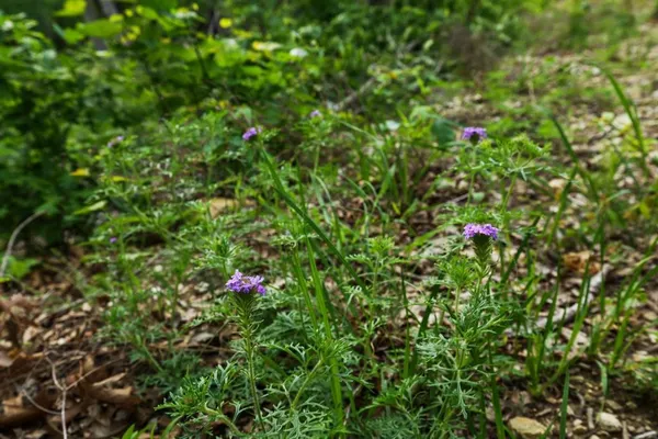 a view of a garden with plants