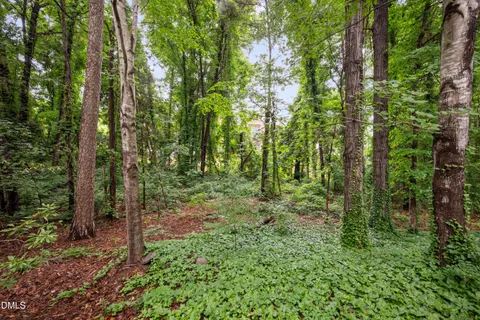 a view of a forest that has large trees