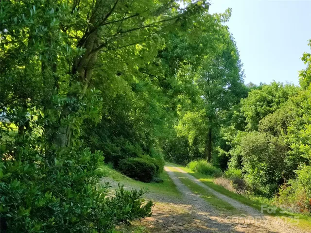 a view of a forest with a tree