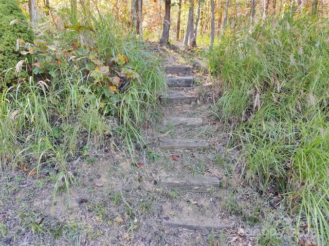a close up of a plant in a garden