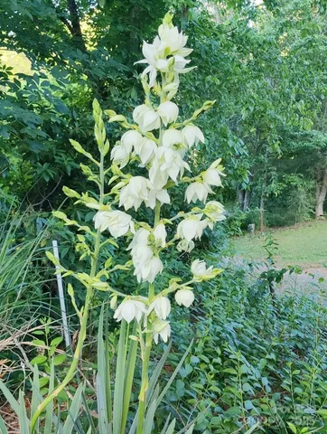 a plant view in yard