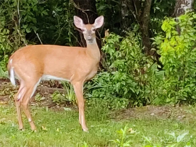 a view of a yard in a backyard