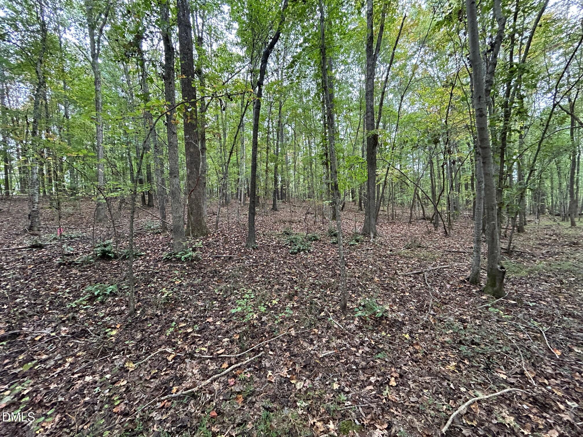 2077 Satterwhite Road Oxford, NC 27565 - Photo 6 of 8 a view of a forest that has large trees