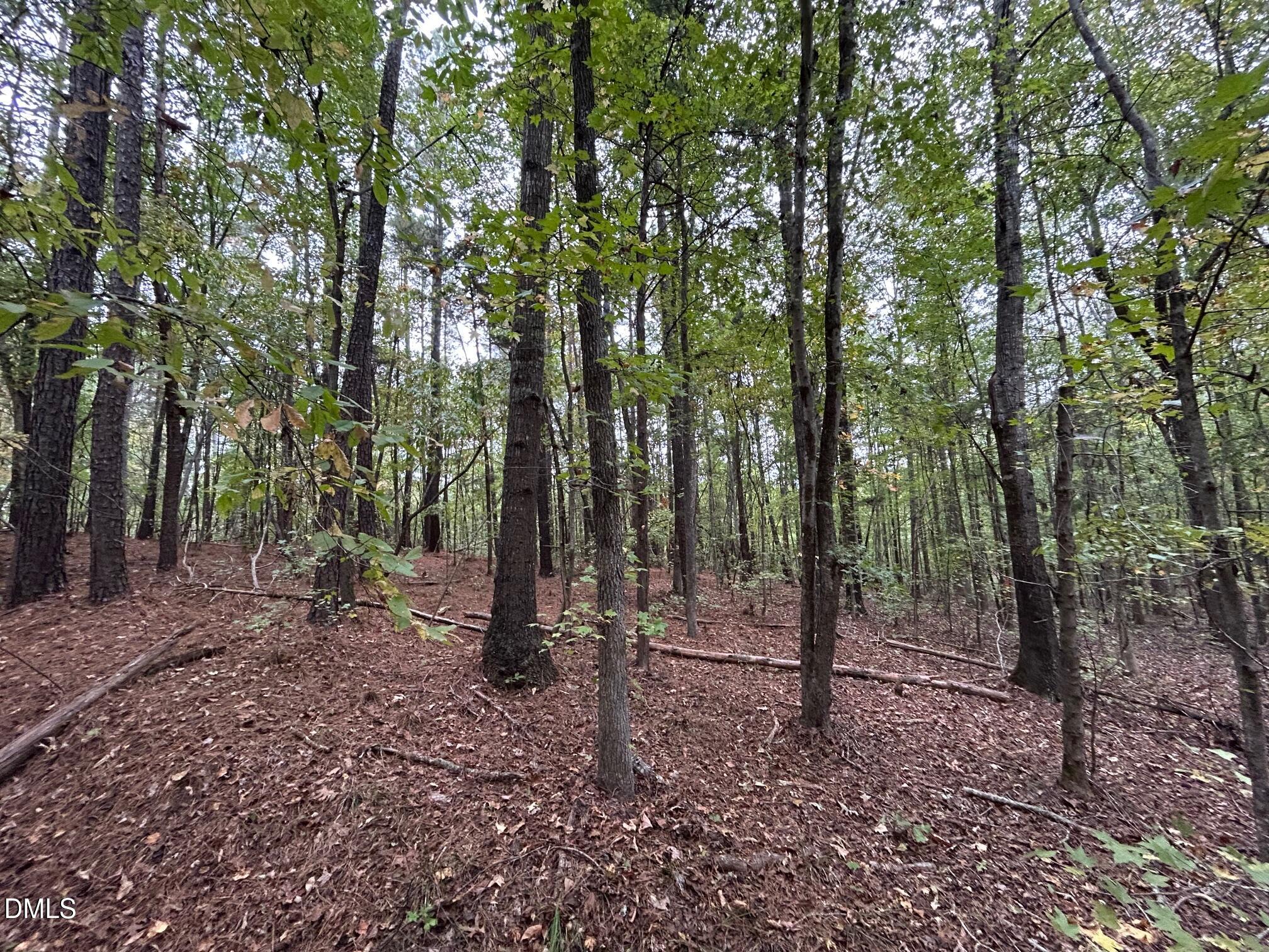 2077 Satterwhite Road Oxford, NC 27565 - Photo 7 of 8 a view of a forest filled with trees