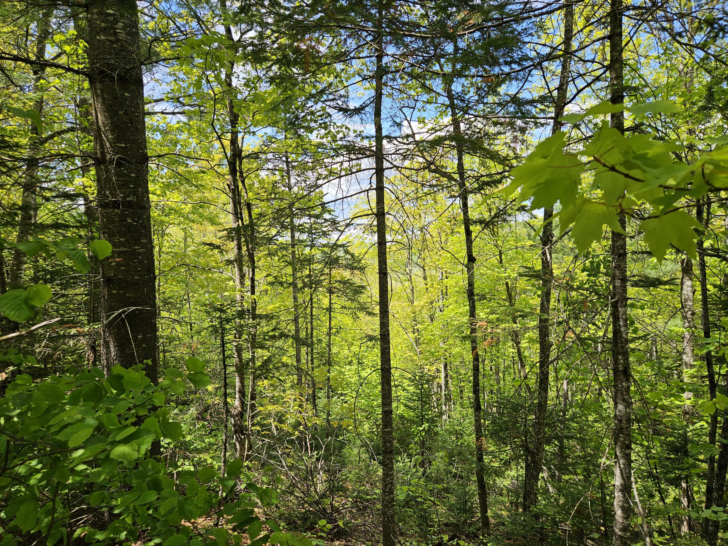 2 Mud Pond Road Madrid Township, ME 04966 - Photo 29 of 42 Madrid Lot