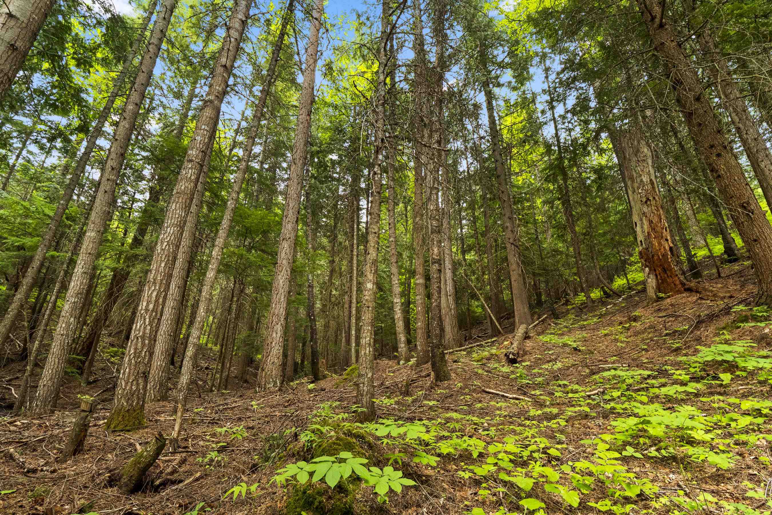 15124 East Emery Road Chattaroy, WA 99003 - Photo 24 of 26
