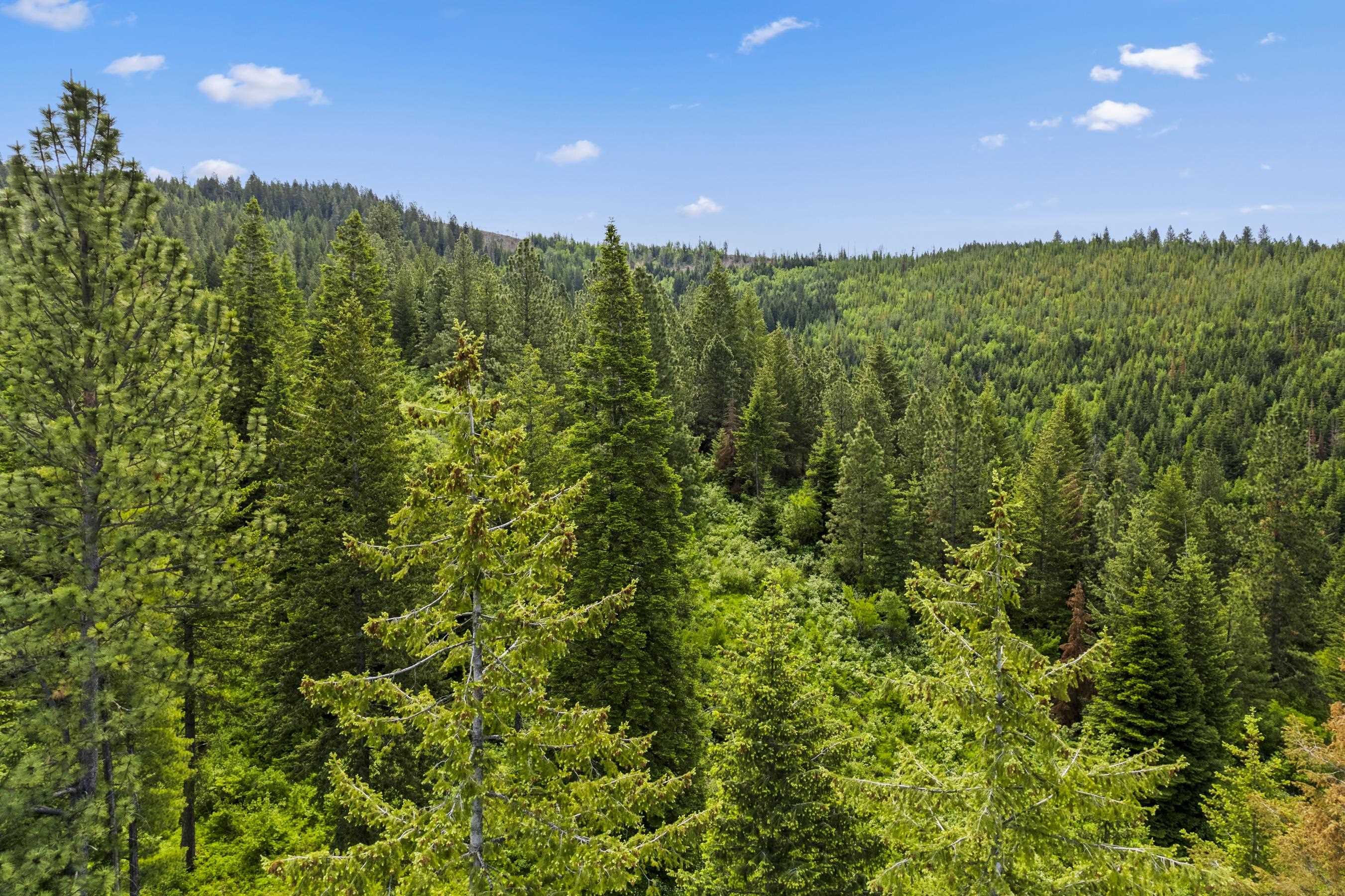 15124 East Emery Road Chattaroy, WA 99003 - Photo 7 of 26