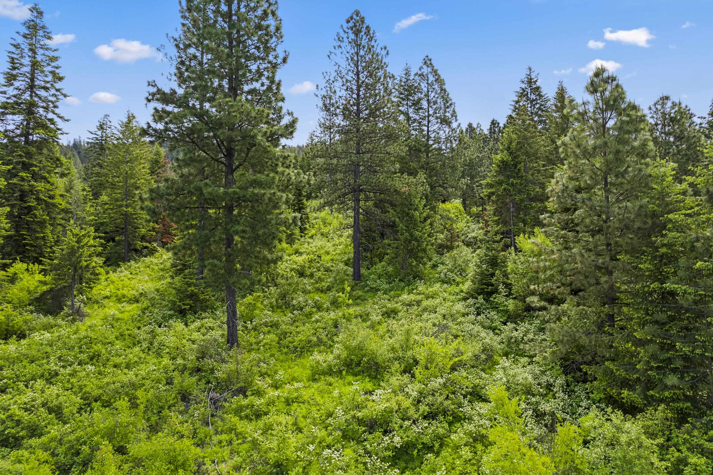 15124 East Emery Road Chattaroy, WA 99003 - Photo 8 of 26