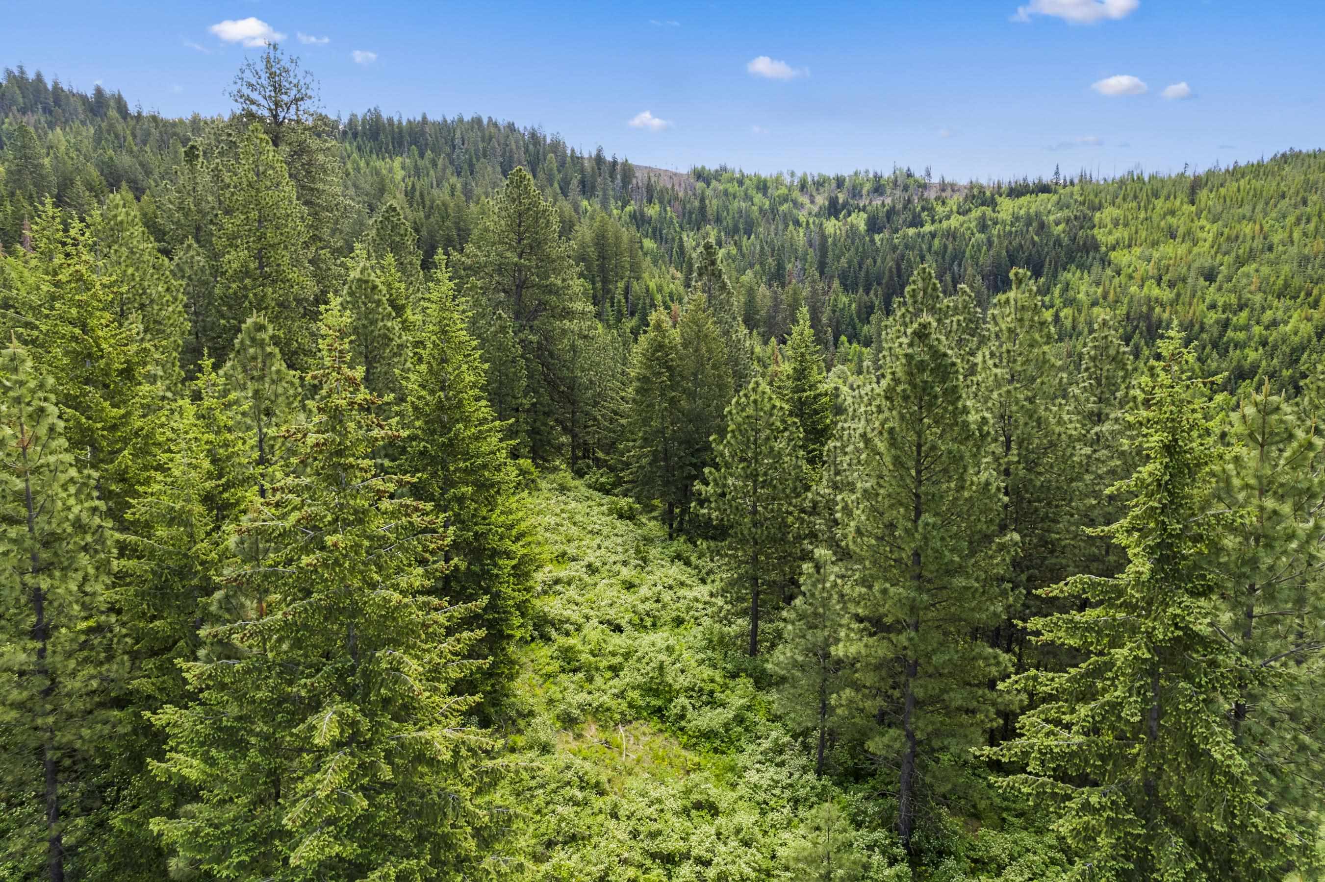 15124 East Emery Road Chattaroy, WA 99003 - Photo 9 of 26