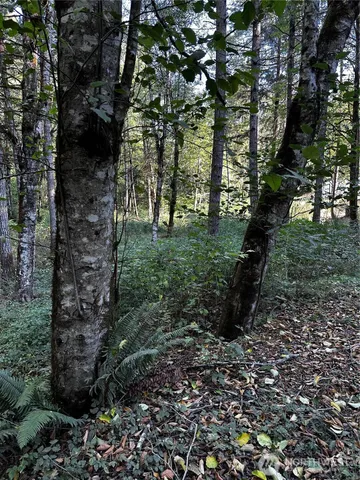a big yard with lots of green space