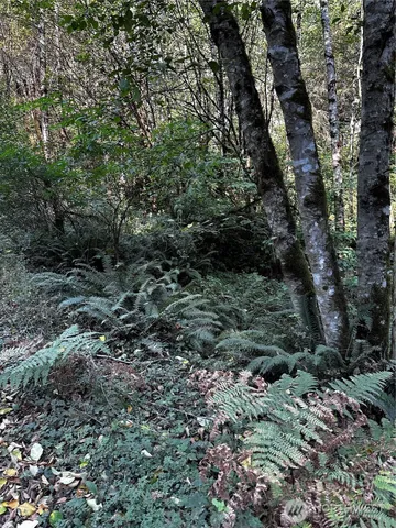 a view of a forest with a tree